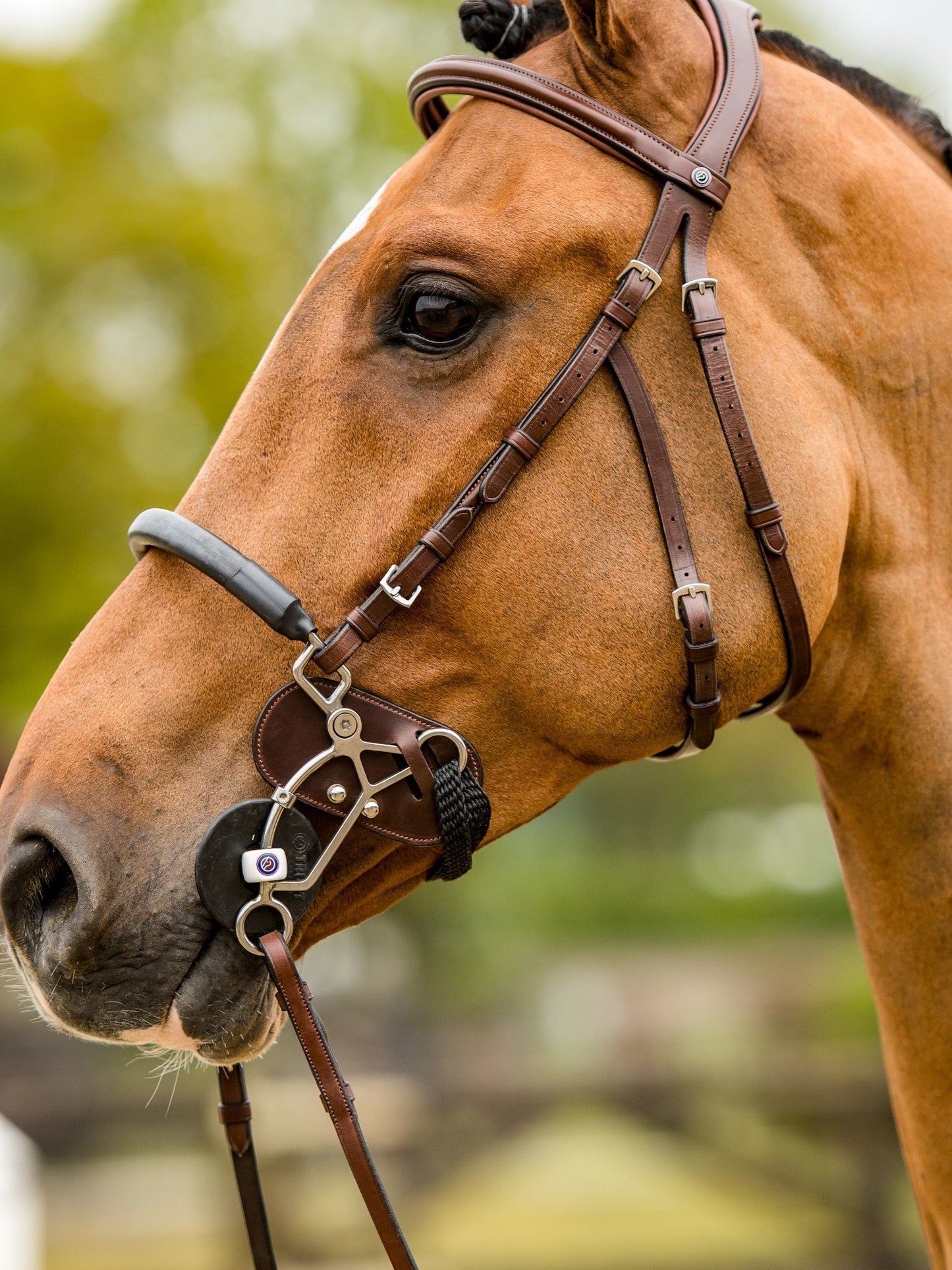 TRUST bridle Hickstead Hackamore bridle silver buckles Brown