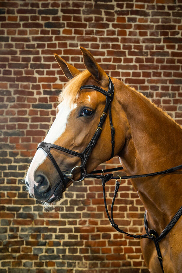 Dyon D Collection X-fit anatomic bridle Black