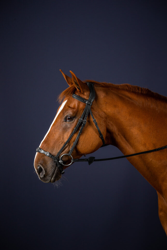 Dyon New English Collection drop noseband bridle Black