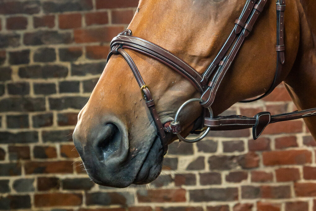 Dyon D Collection flash noseband Brown