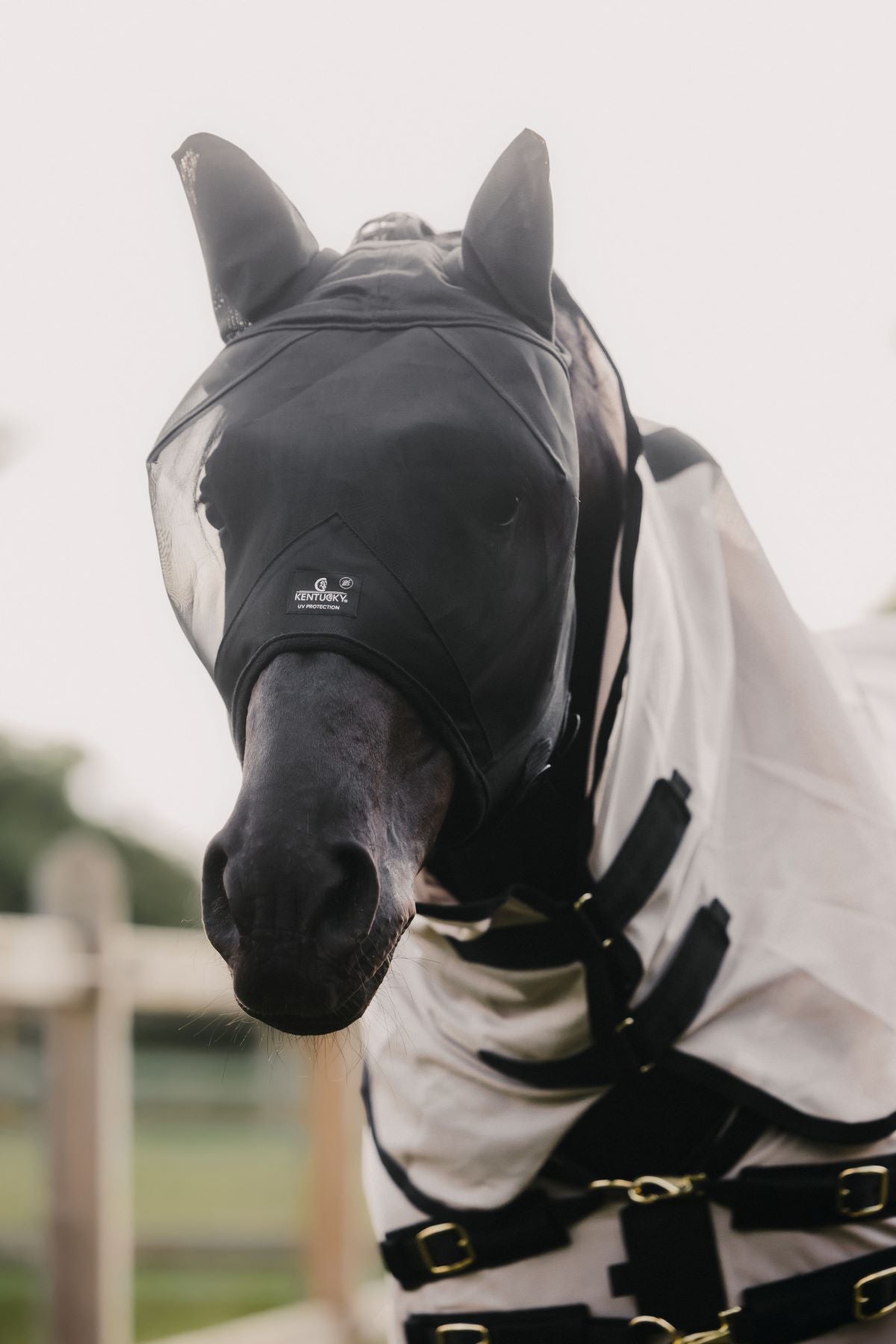 Kentucky Horsewear fly mask Classic with ears Black