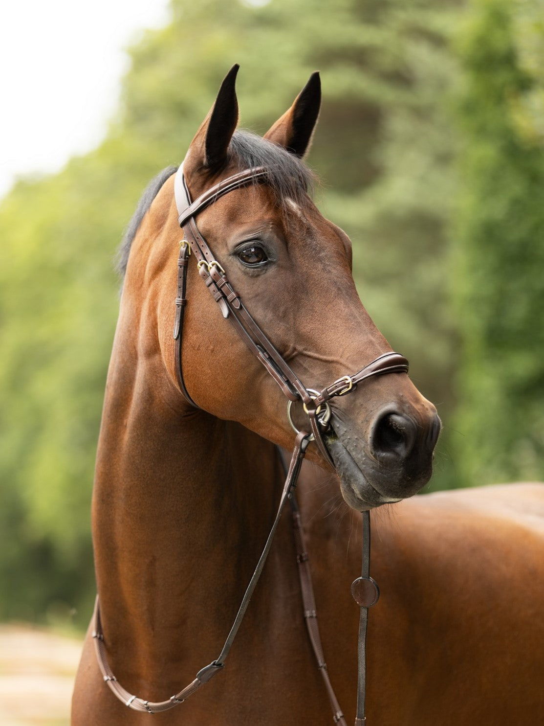 TRUST bridle Barcelona drop noseband golden buckles Brown