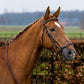 TRUST bridle Barcelona drop noseband golden buckles Brown