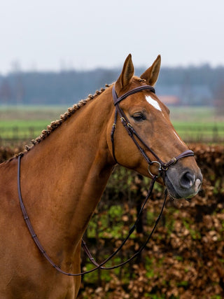 TRUST bridle Barcelona drop noseband golden buckles Brown