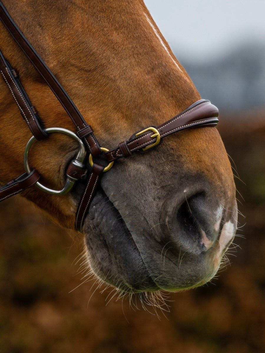 TRUST bridle Barcelona drop noseband golden buckles Brown