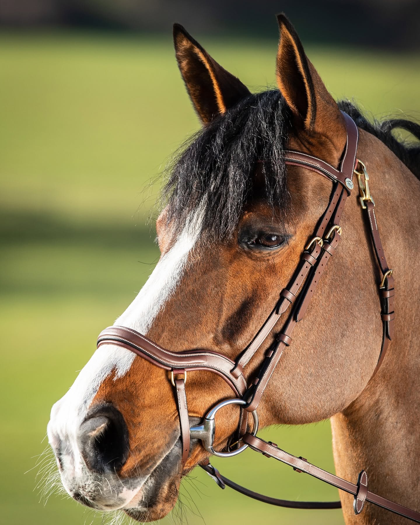 HFI Bridle Techno