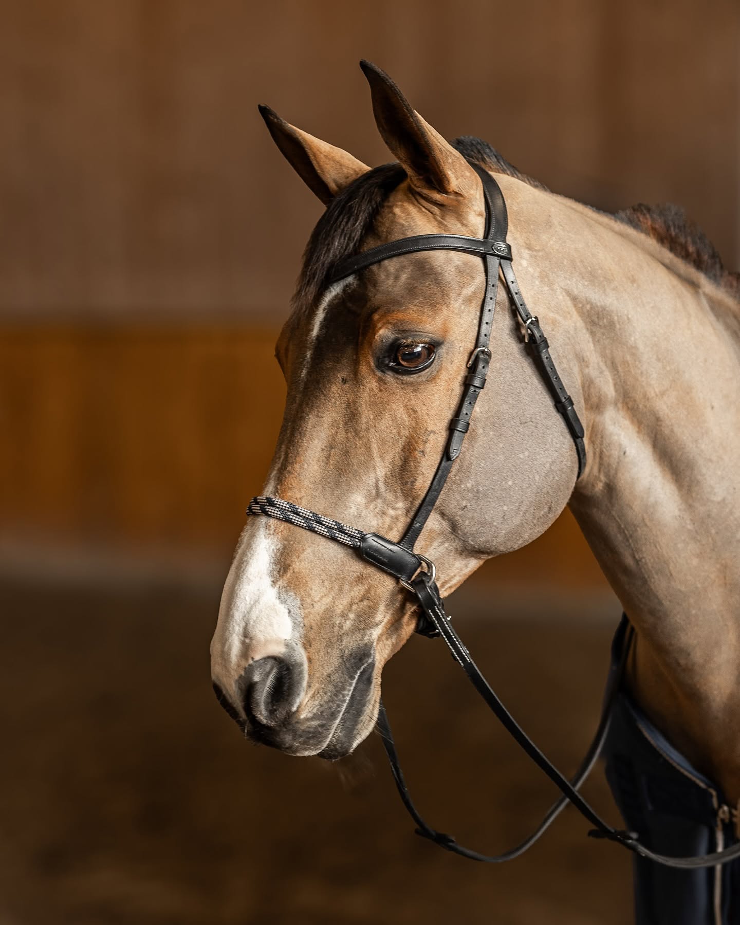 HFI Freedom bitless bridle