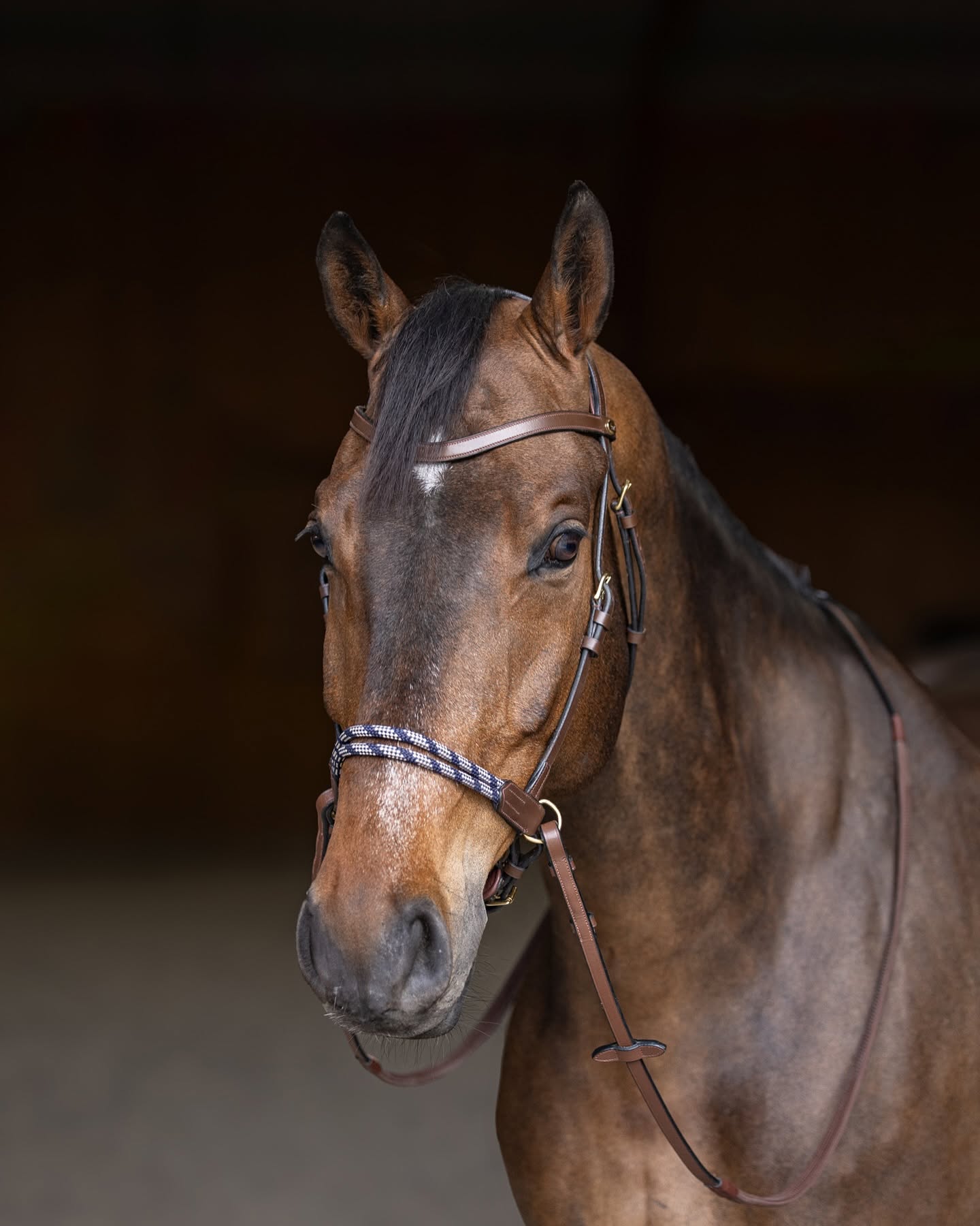HFI Freedom bitless bridle