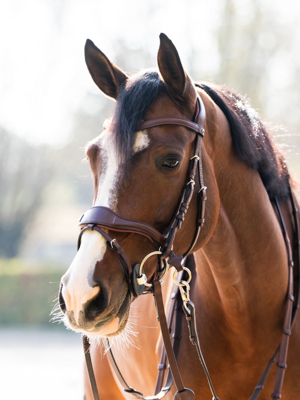 TRUST bridle Falsterbo T-Motion silver buckles Brown