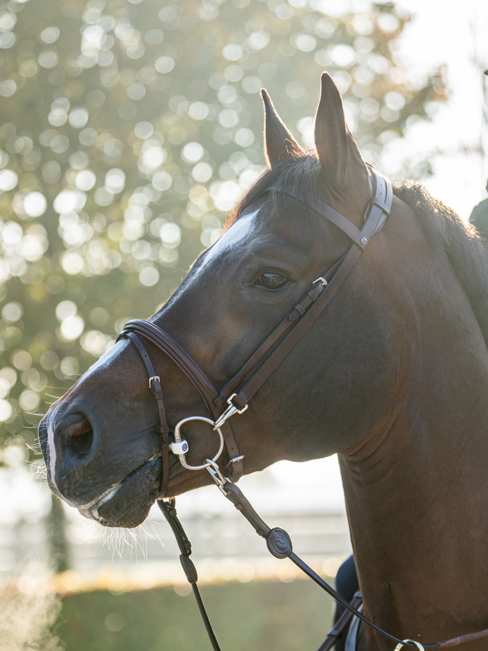 TRUST Training Bridle Hamburg Brown