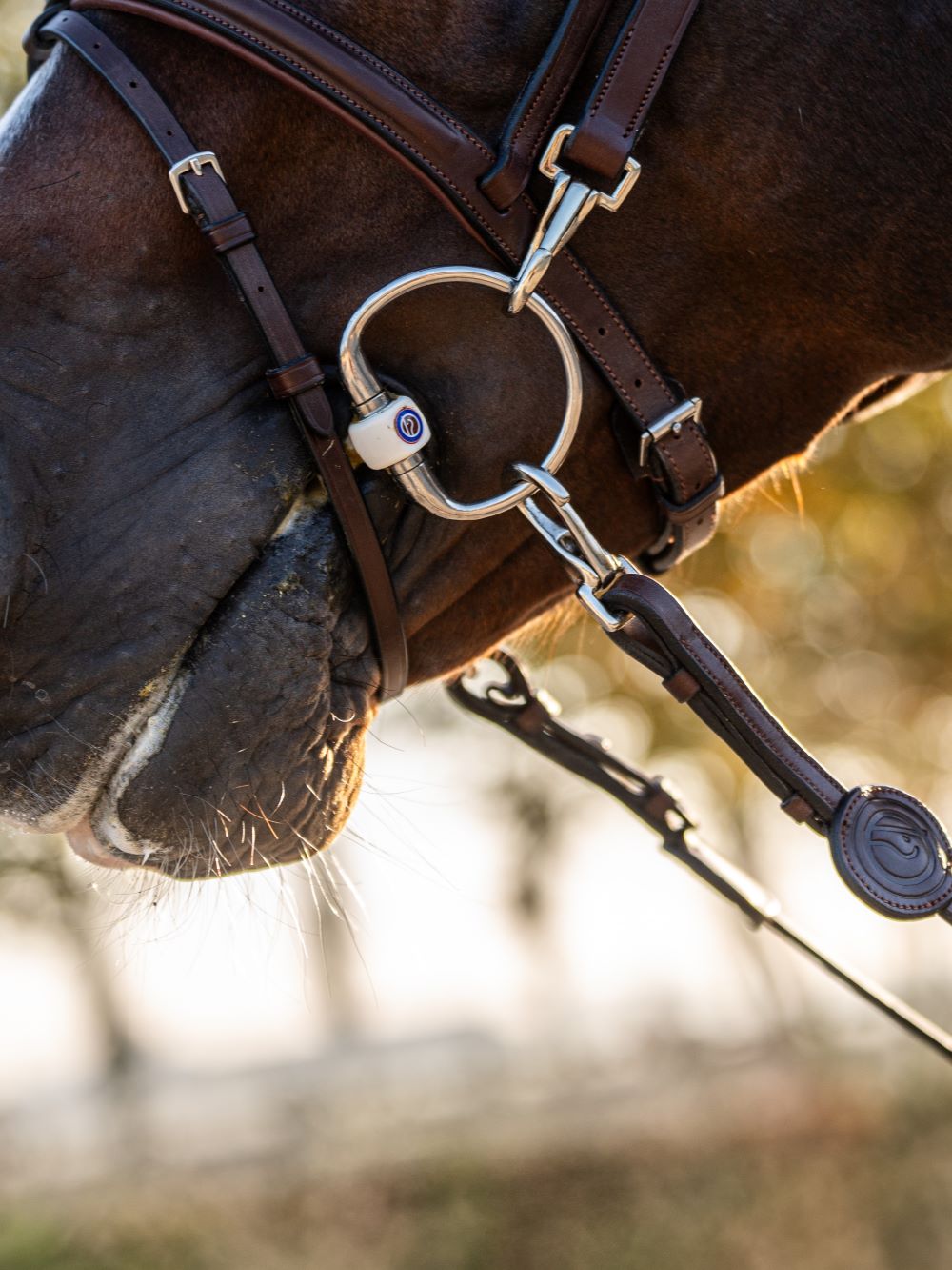 TRUST Training Bridle Hamburg Brown