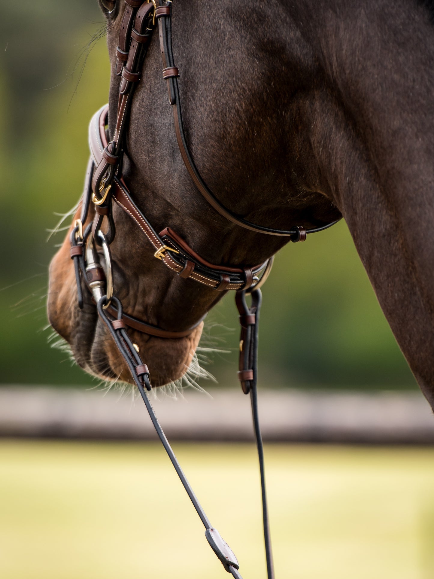 TRUST bridle Knokke combined noseband gold buckle Brown