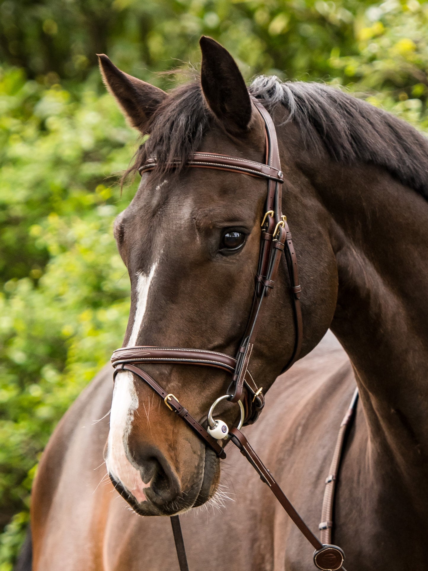 TRUST bridle Calgary combined noseband gold buckle Brown