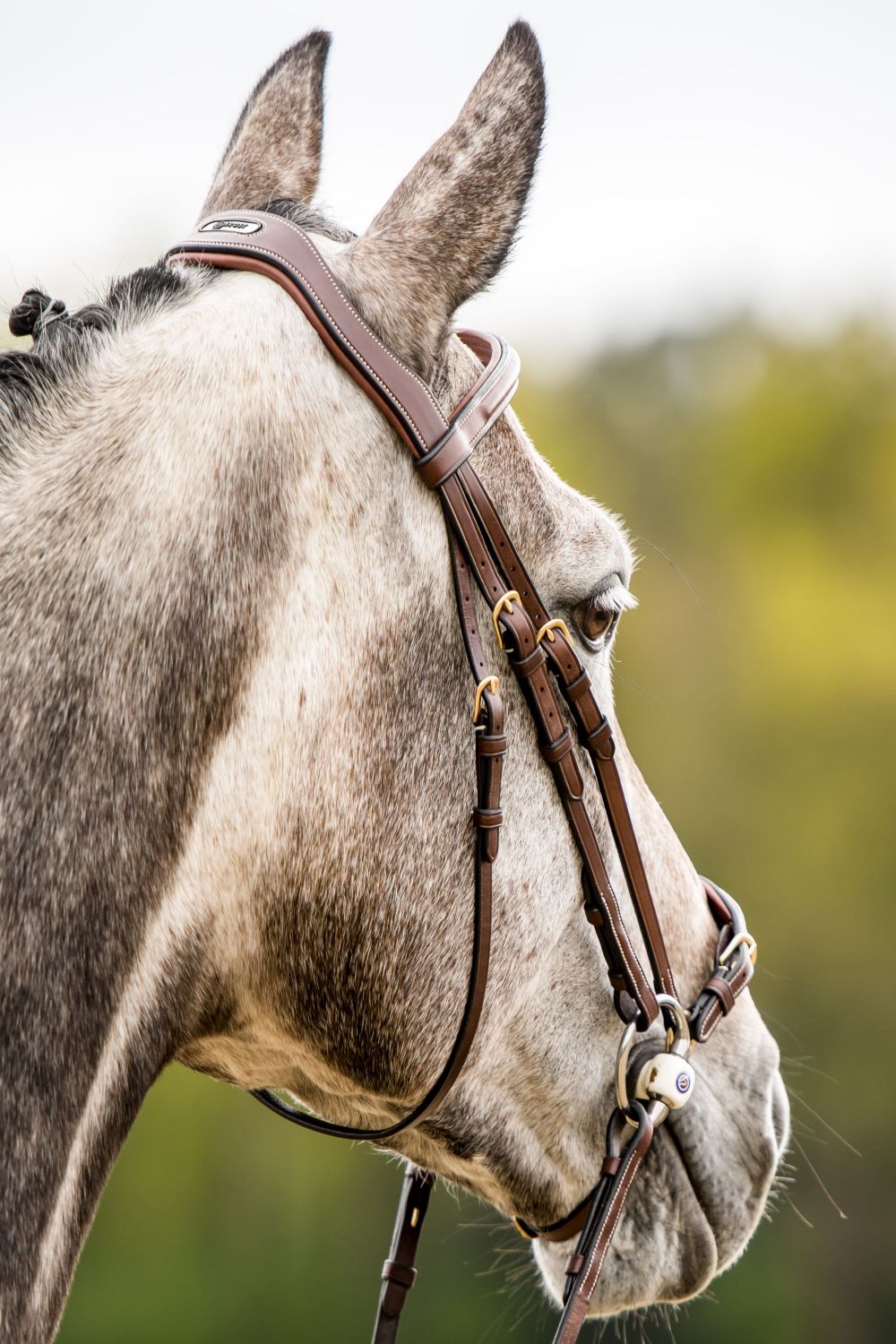 TRUST bridle Barcelona drop noseband golden buckles Brown