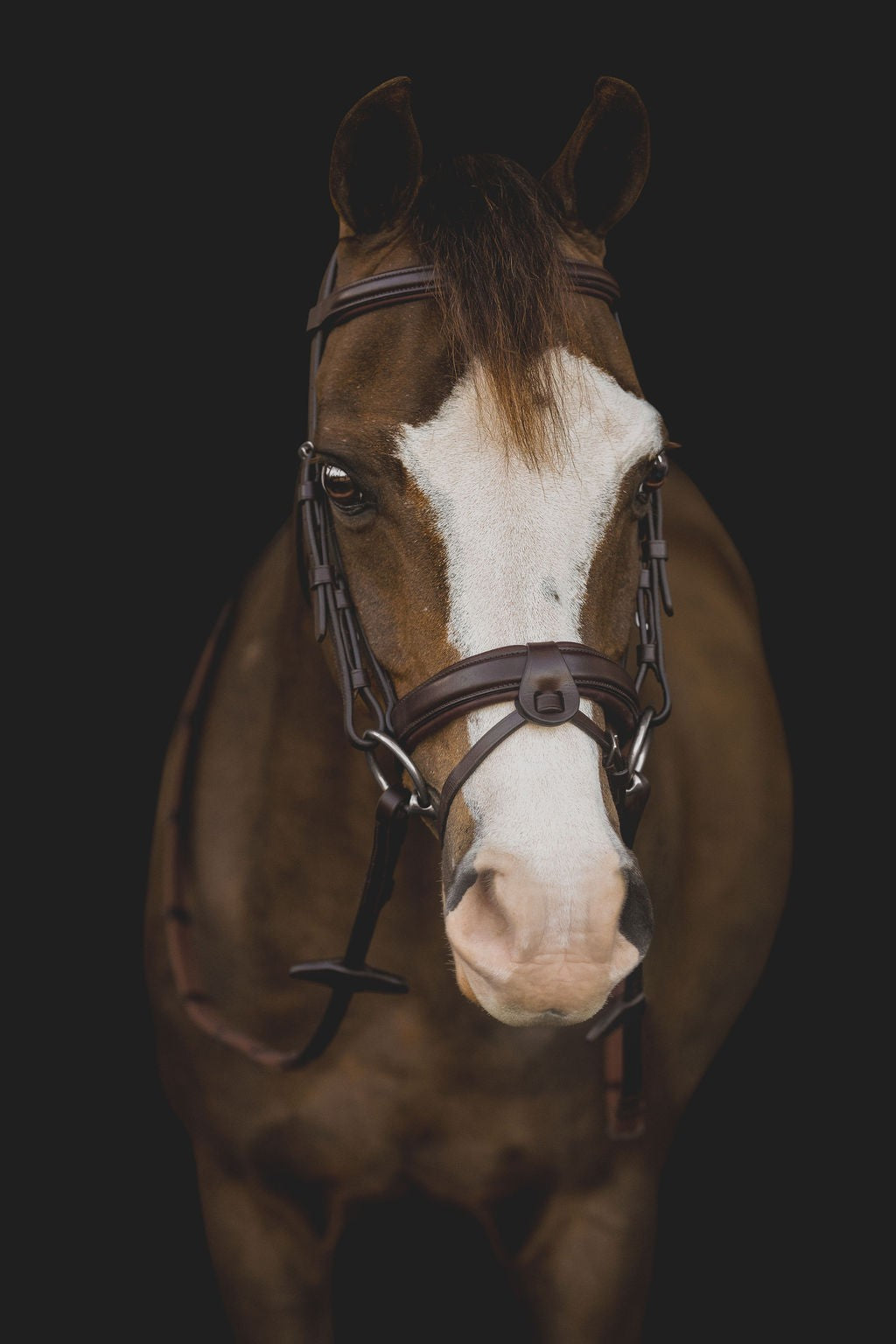 Equiline Hoofdstel gecombineerde neusriem Pony Zwart M L