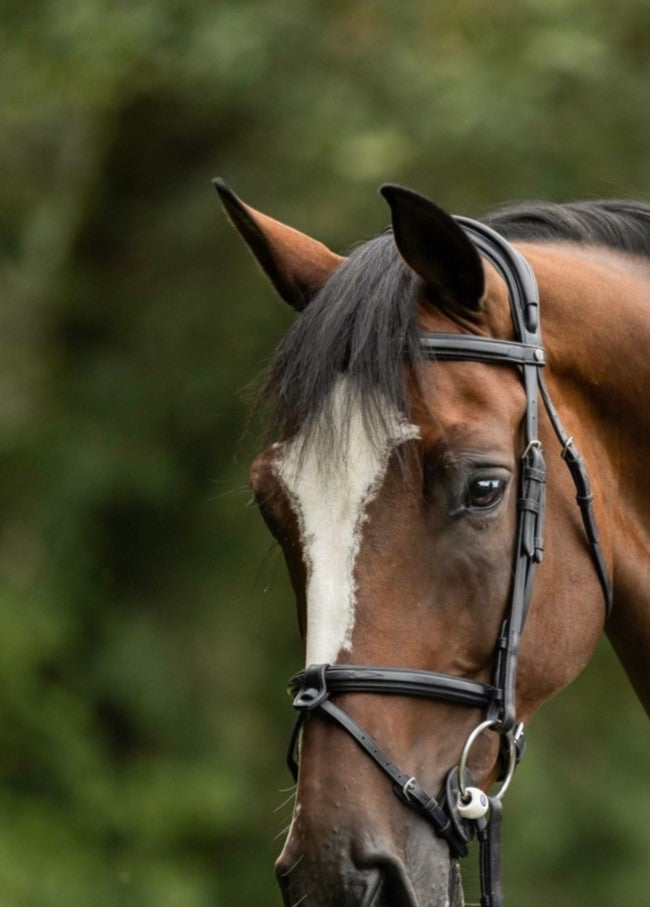 TRUST bridle Geneva combined noseband silver buckle Black