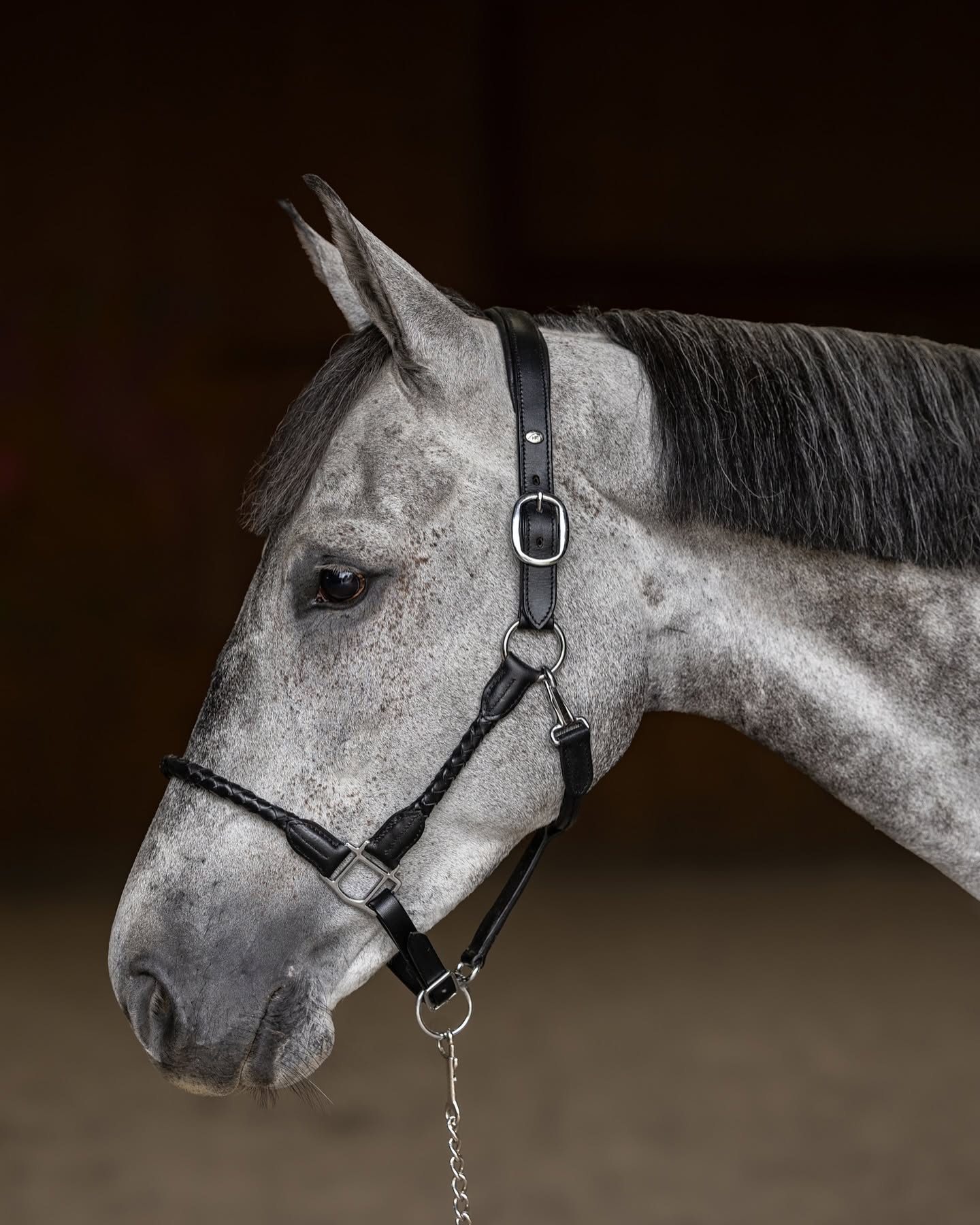 HFI Leather Halter Braided
