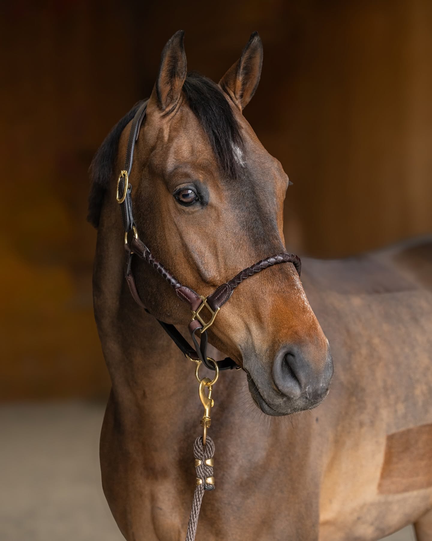 HFI Leather Halter Braided