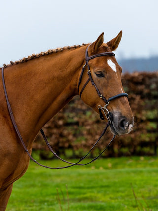 TRUST bridle Hickstead Hackamore bridle gold buckles Brown