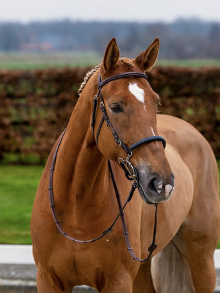 TRUST bridle Hickstead Hackamore bridle gold buckles Brown