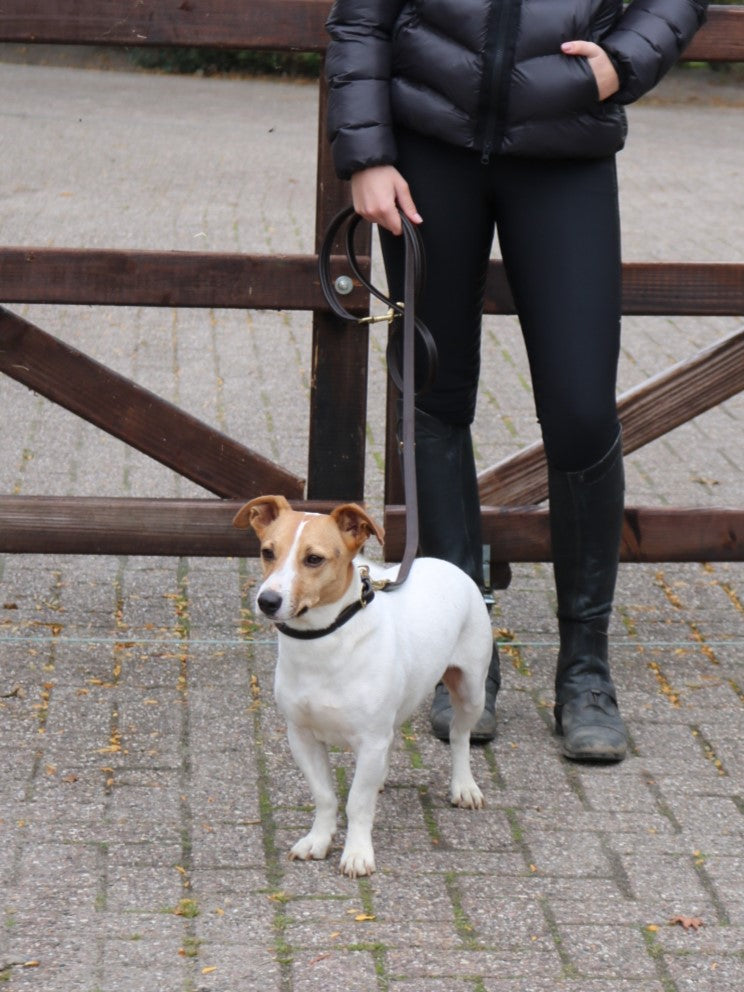 Eskadron E-Dog leather collar and dog leash Brown