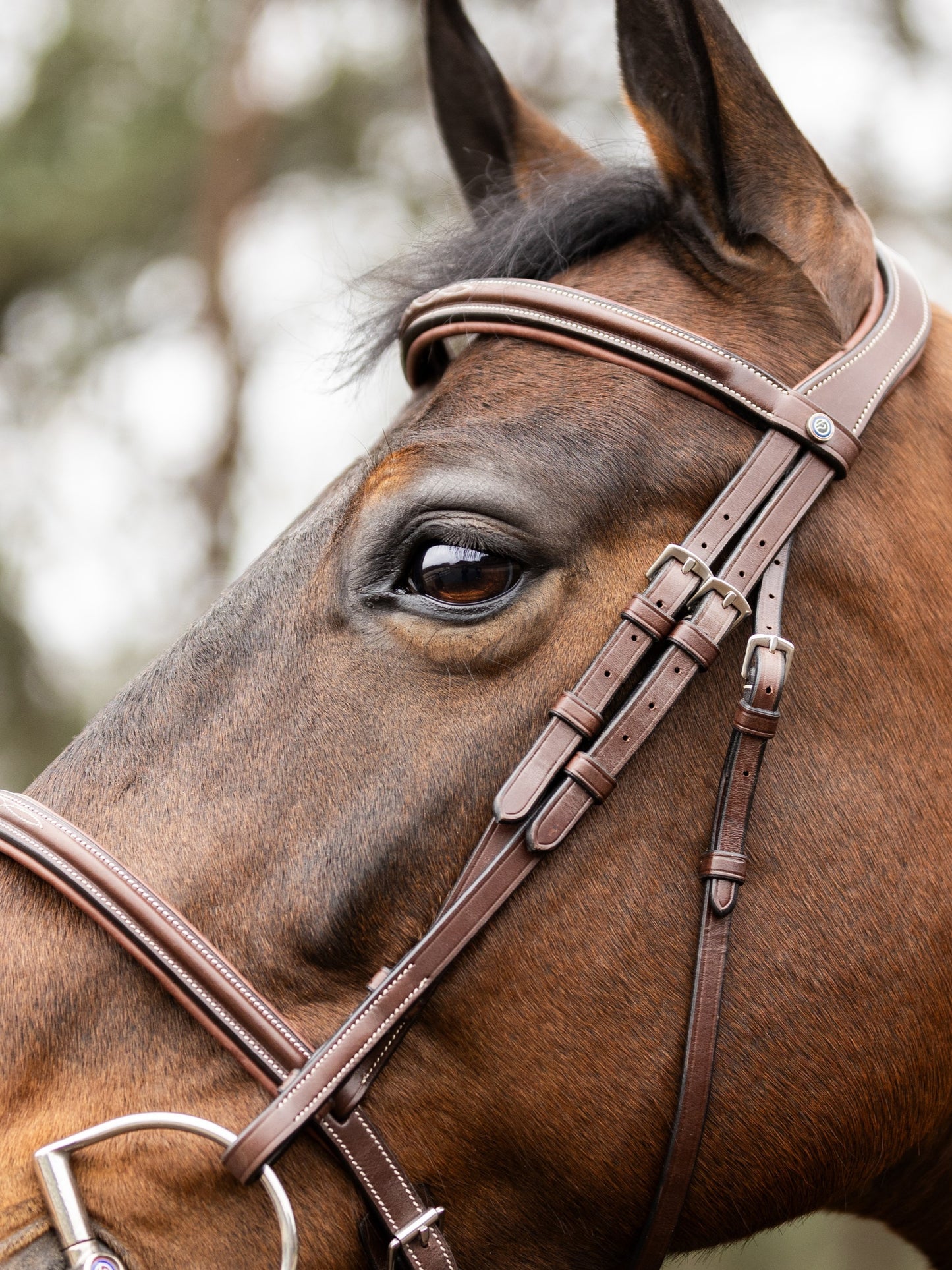 TRUST bridle Hunter Kentucky  silver buckle Brown