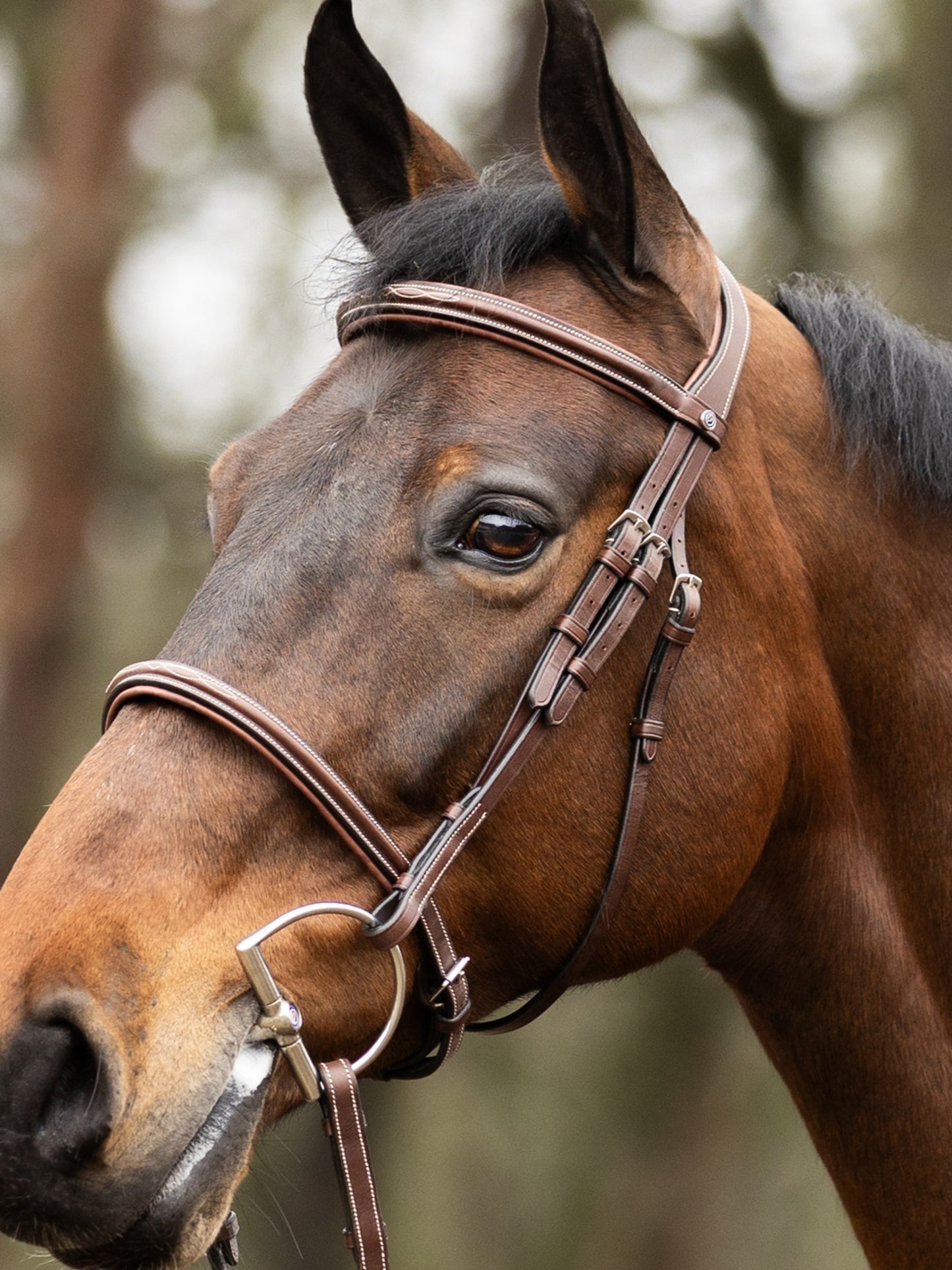 TRUST bridle Hunter Kentucky  silver buckle Brown