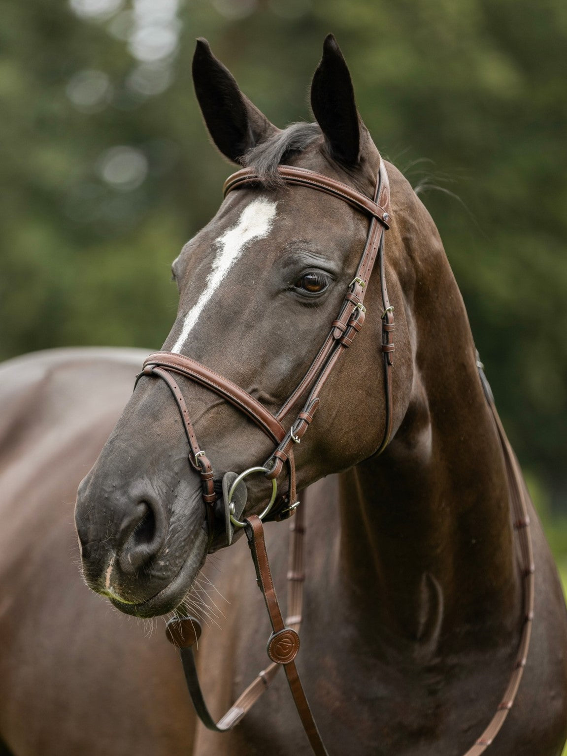 TRUST bridle Knokke combined noseband silver buckle Brown