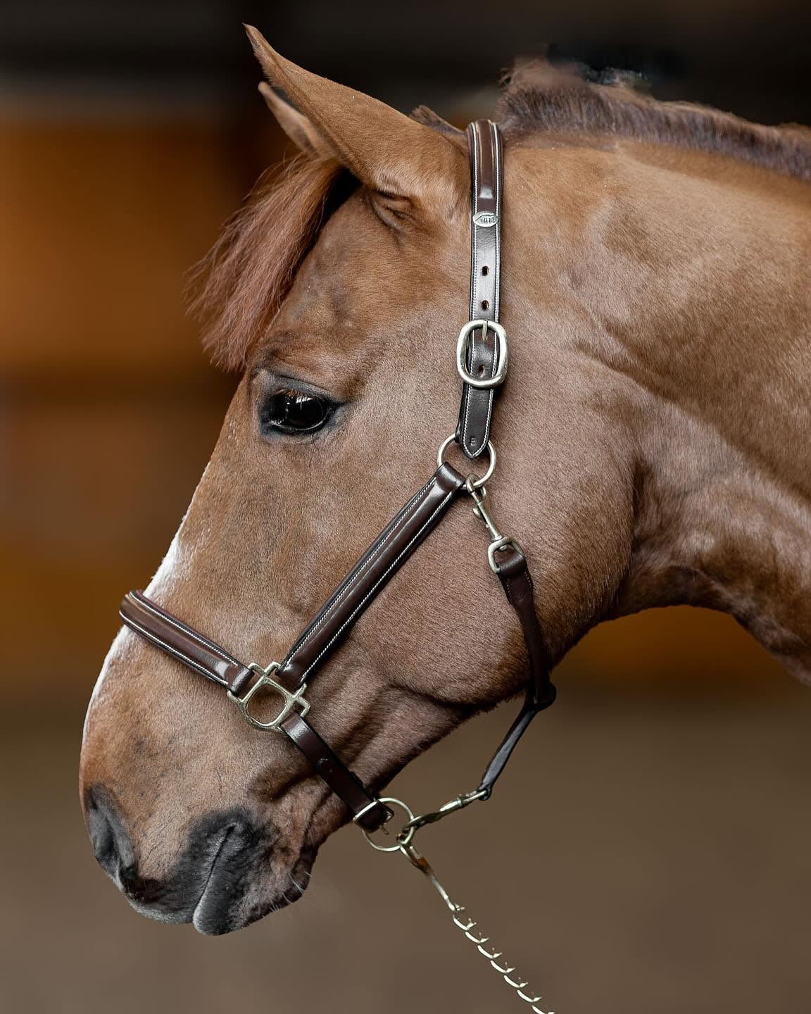 HFI Leather Halter Little Groom