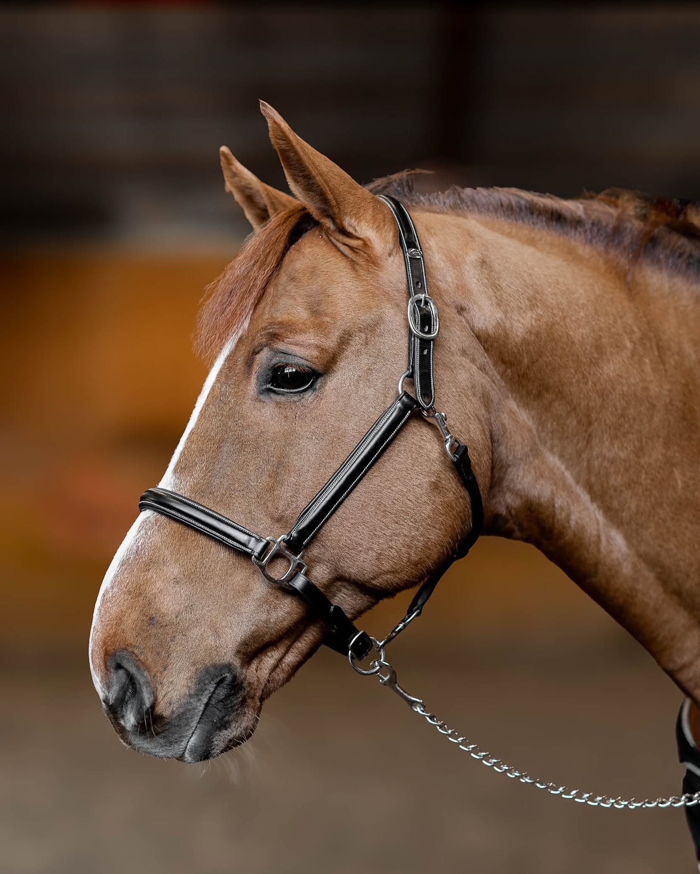 HFI Leather Halter Little Groom