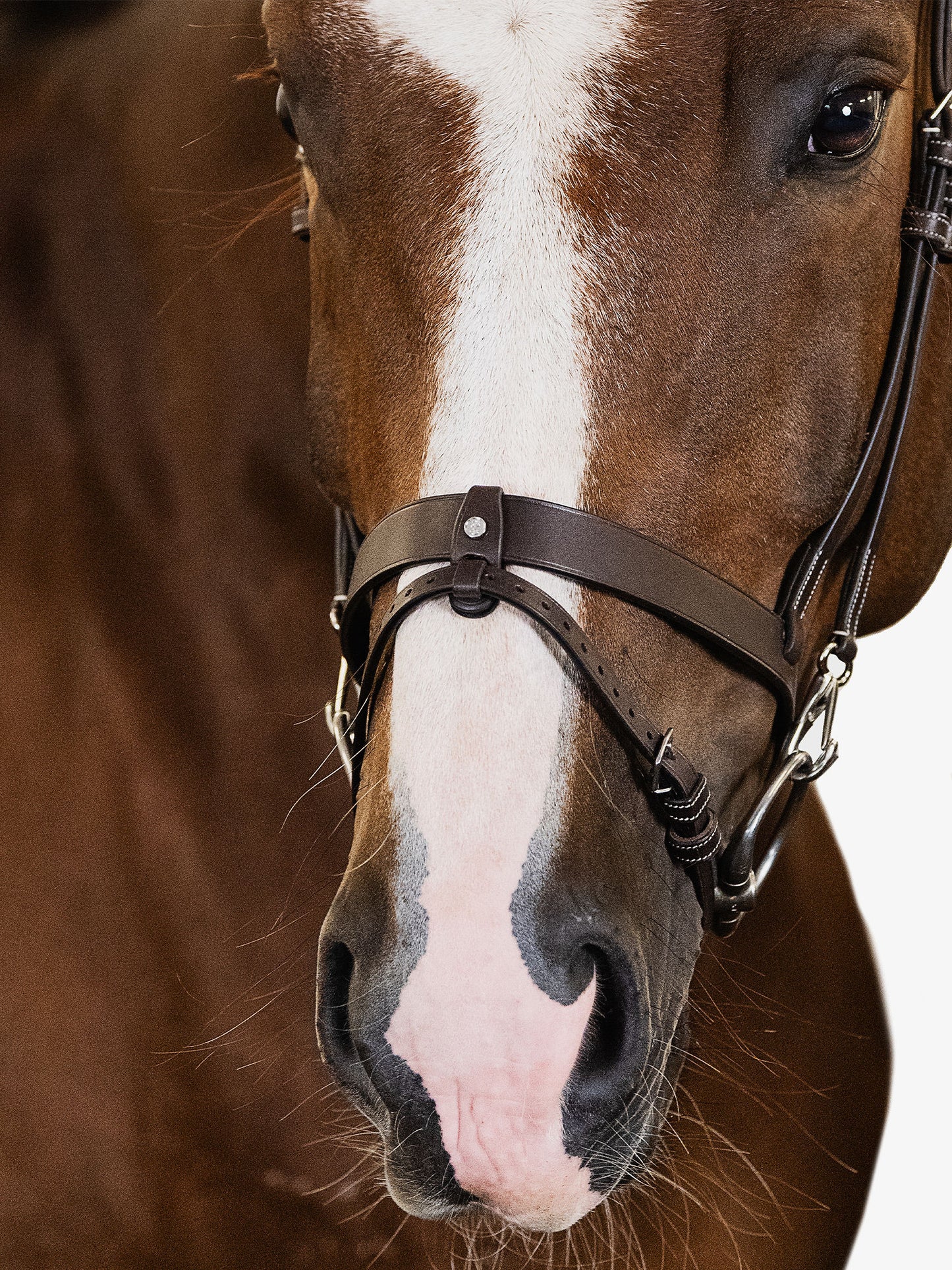 PS of Sweden Bridle flash noseband London Brown