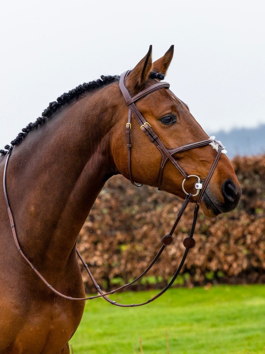 TRUST bridle Oslo figure 8 noseband gold buckles Brown