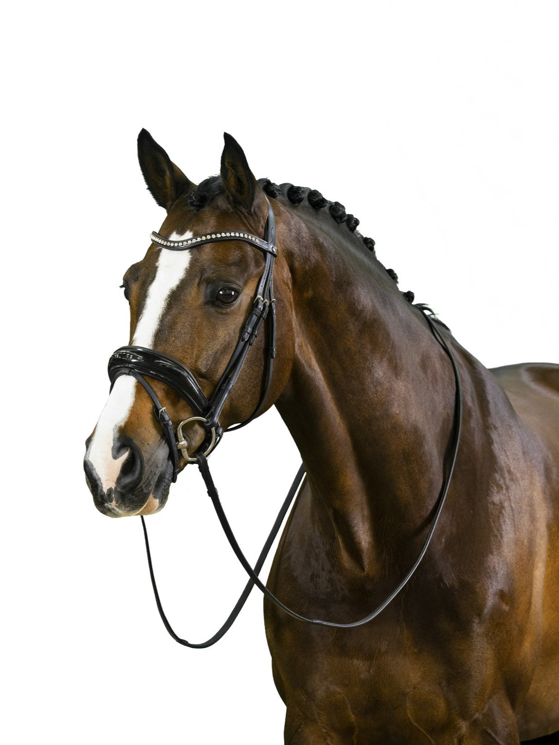 TRUST bridle Rotterdam black padded Black