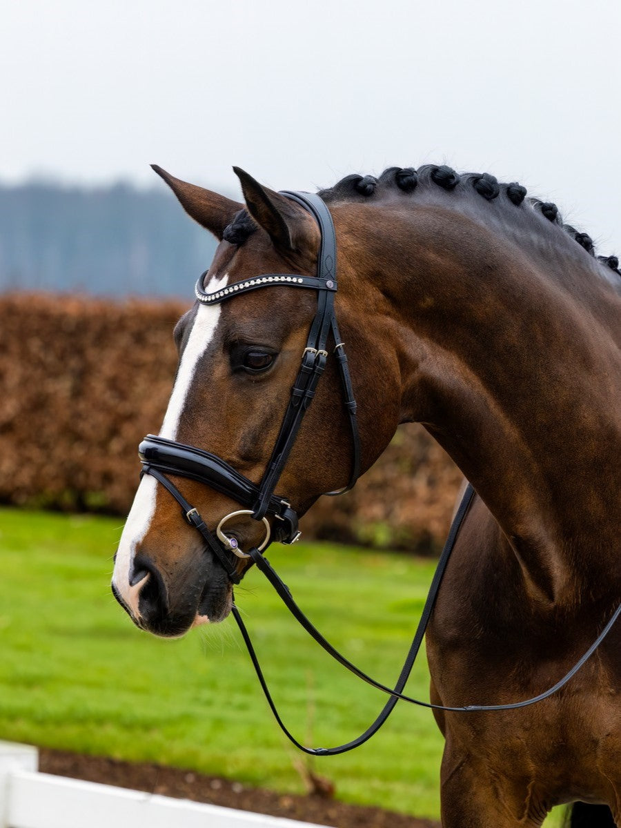 TRUST bridle Rotterdam black padded Black