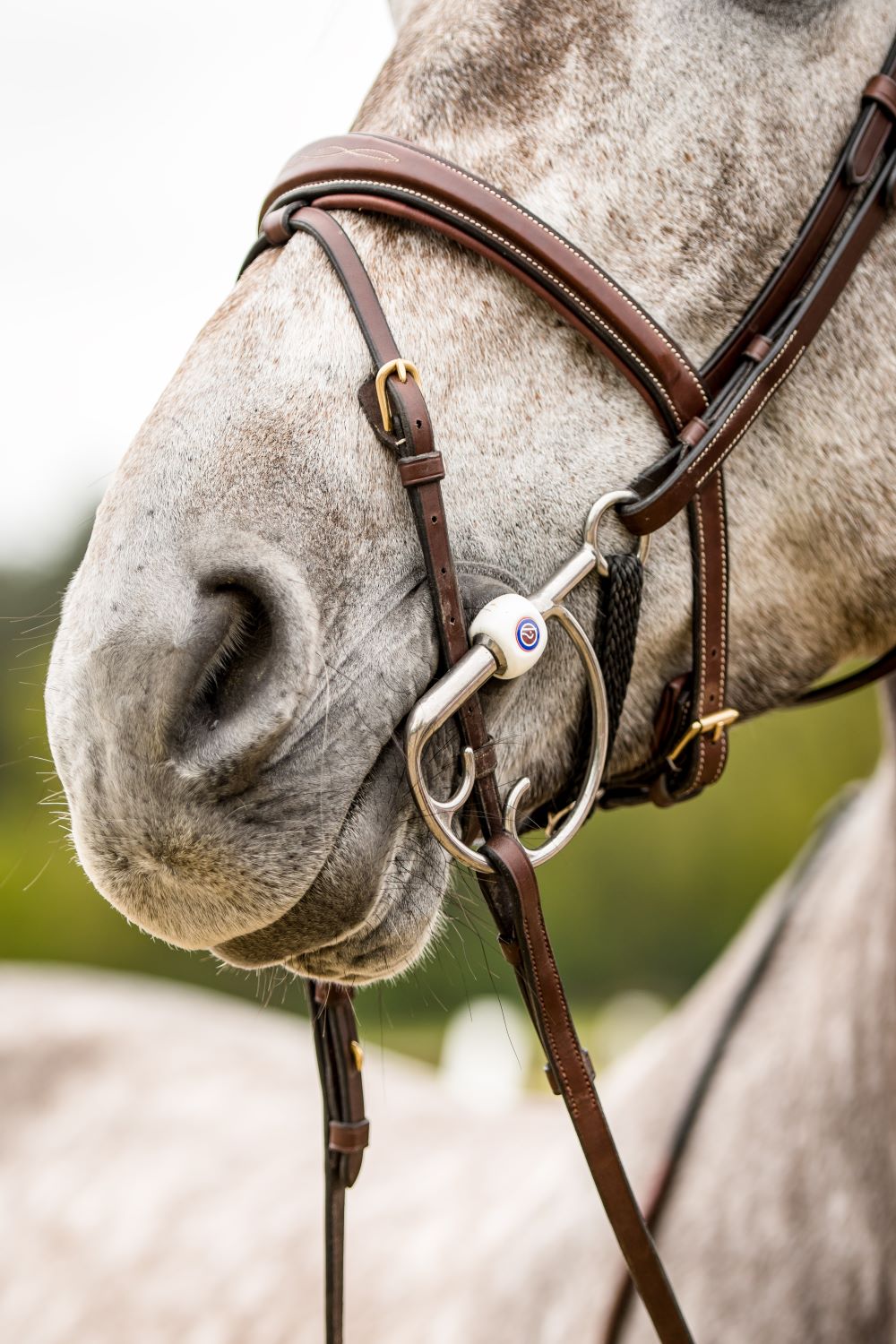 TRUST bridle Amsterdam anatomical combined noseband gold buckle Brown