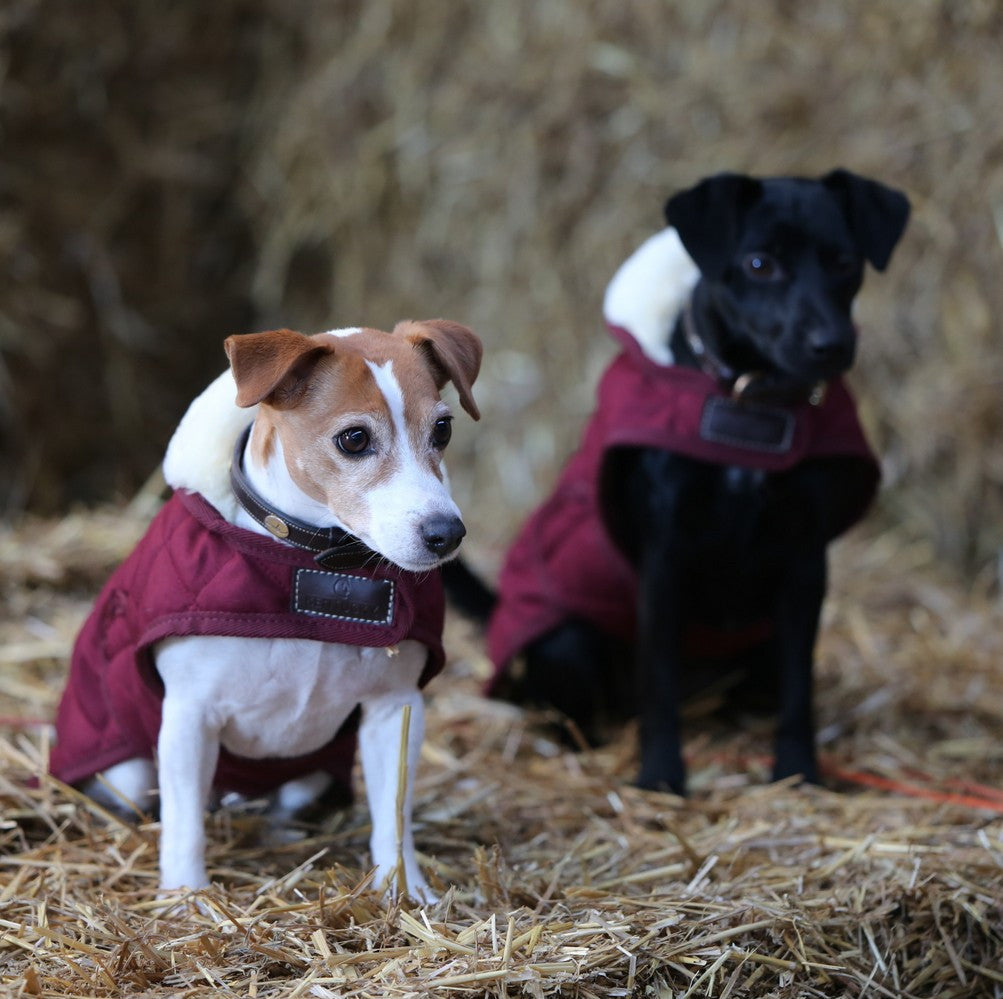 Kentucky Dogwear hondenjas bordeaux rood - equi-exclusive