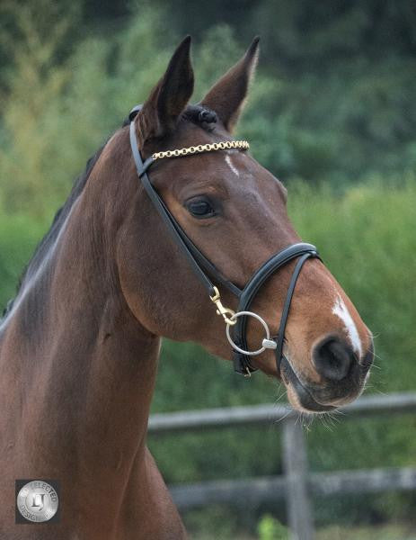 LJ Leathers Pro Selected Trainingshoofdstel clips zwart Zwart Goud kleurig