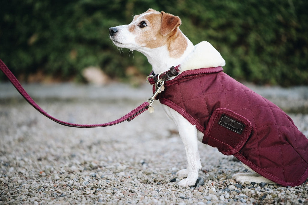 Kentucky Plaited Nylon Dog Lead