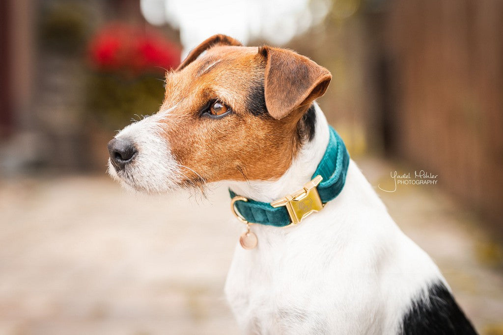 Kentucky Dogwear Dog Collar Velvet