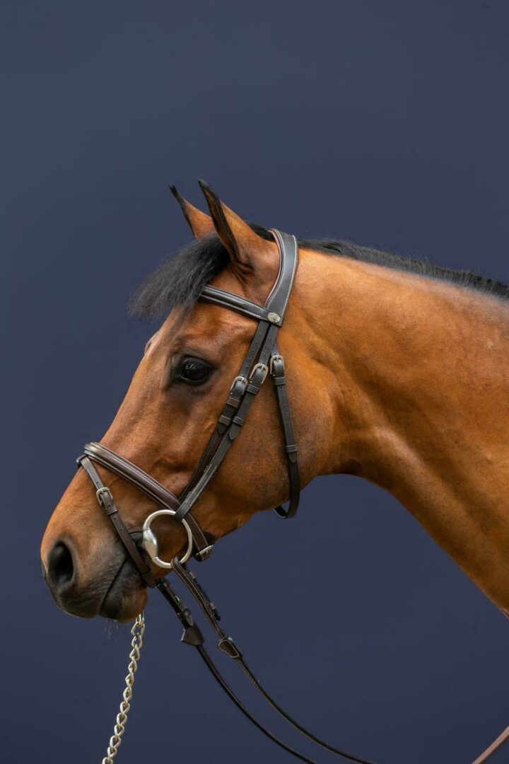 Dyon Working Collection flash noseband bridle Brown